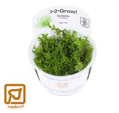 Gratiola viscidula 1-2-grow